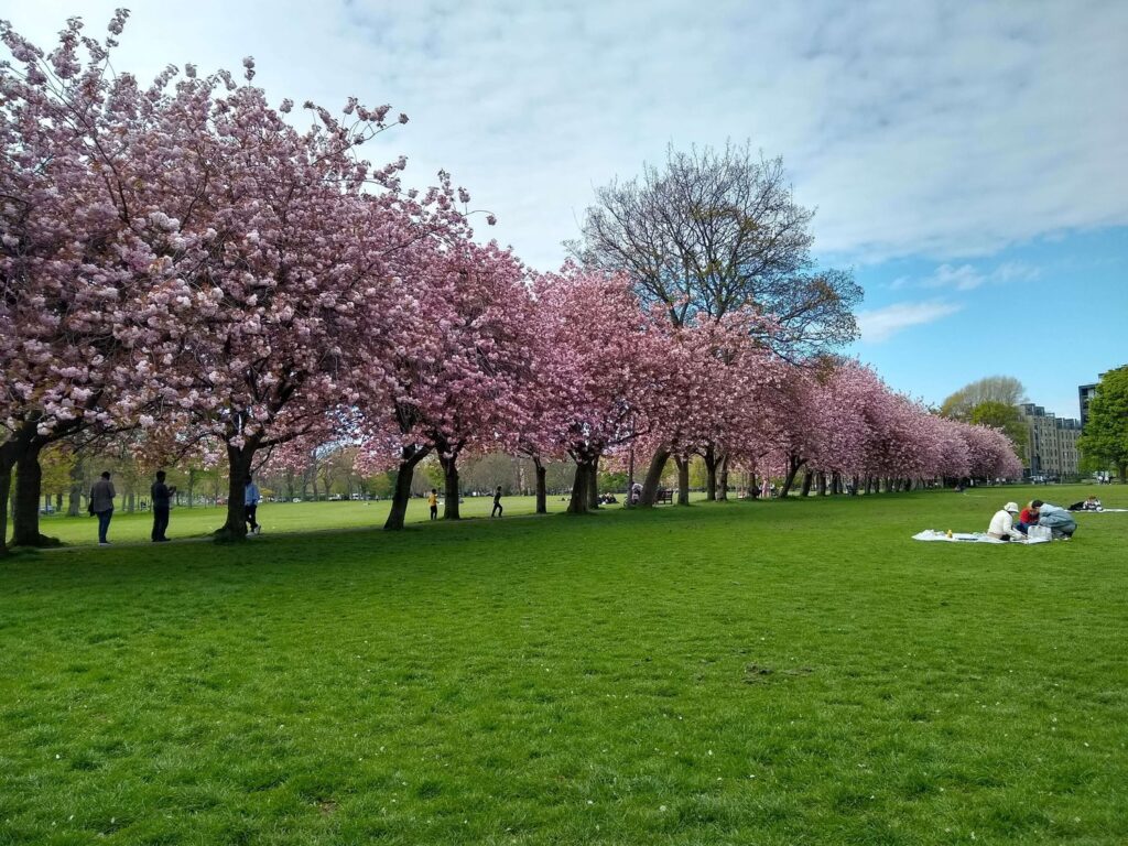 un parque con árboles de cerezos en flor y un grupo de personas haciendo un picnic en el pasto