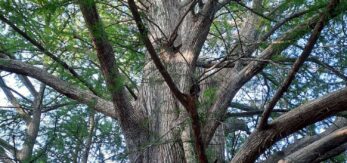 un árbol con muchas ramas
