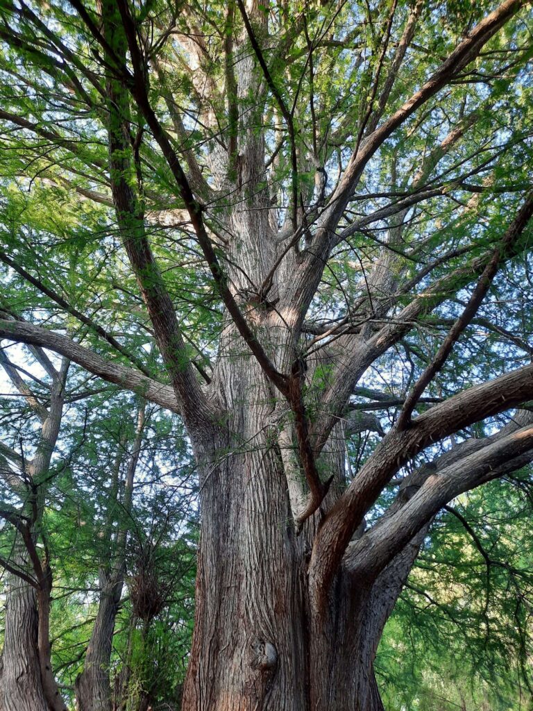 un árbol con muchas ramas