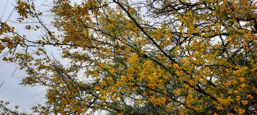 árbol con flores amarillas