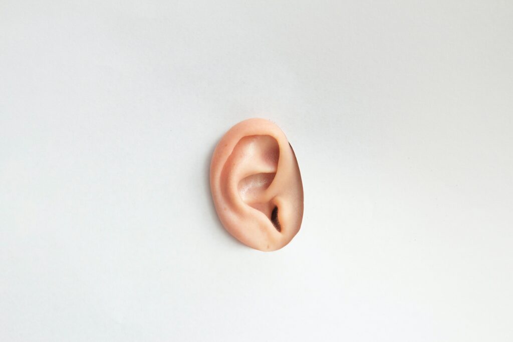 Oreja sobresale de cartón blanco.