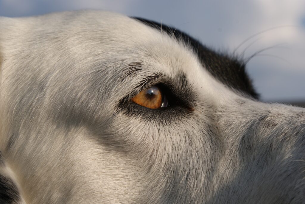 La educación de las mascotas Ojo de perro blanco con negro