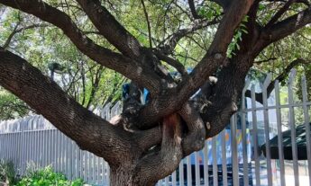 Nuevo ciclo escolar 2024-2025